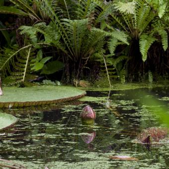 Santa Cruz water lily bud